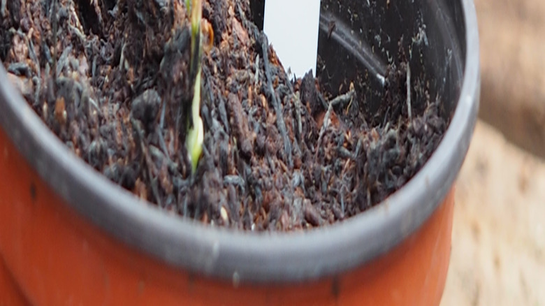 A peach sapling in a container with a white label