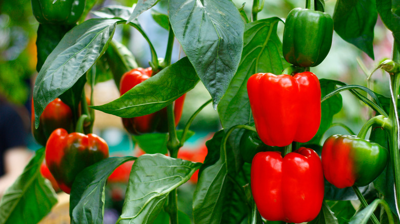 Bell pepper plant