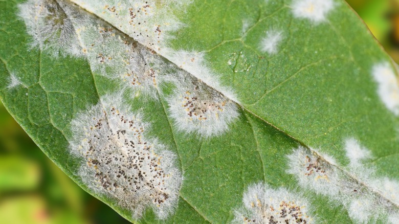 Downy leaf spot on plant 