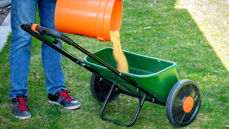 adding fertilizer to spreader