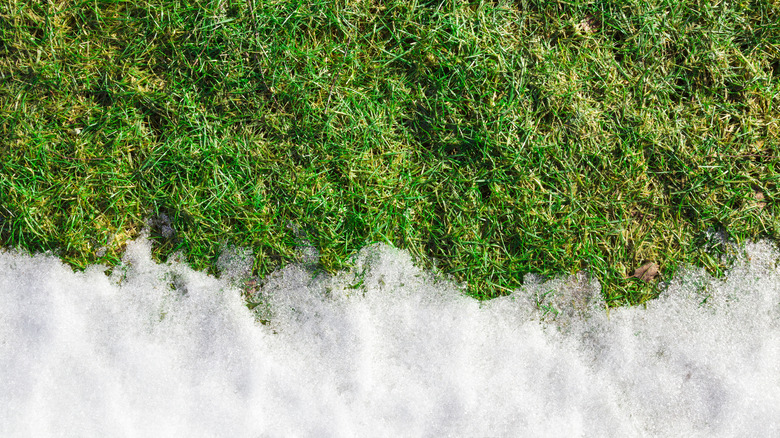 snow melting on green grass