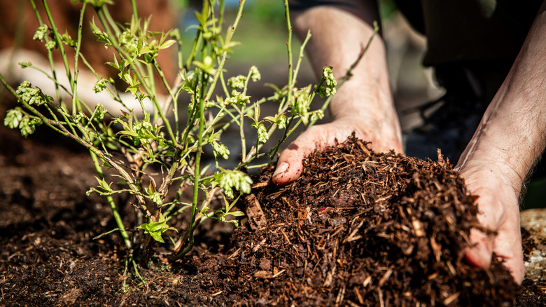 Mulch is being mixed into a garden by hand, set next to a fledgeling plant..