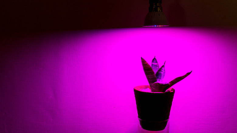 purple grow light with snake plant in pot