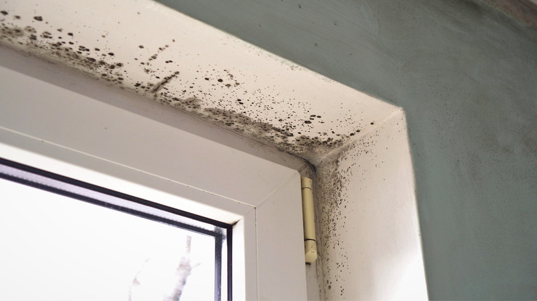 Mold in bathroom