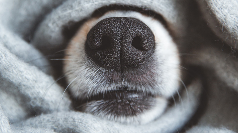 dog snout in wool blanket