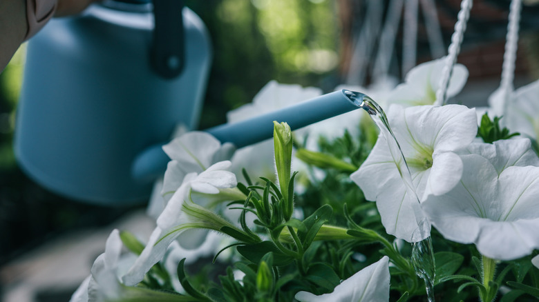 Blue watering can watering white petunias