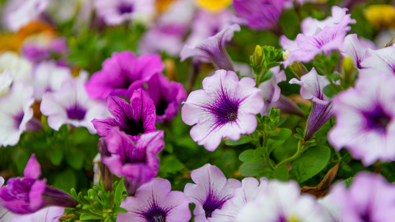 Close up view of purple and white petunias