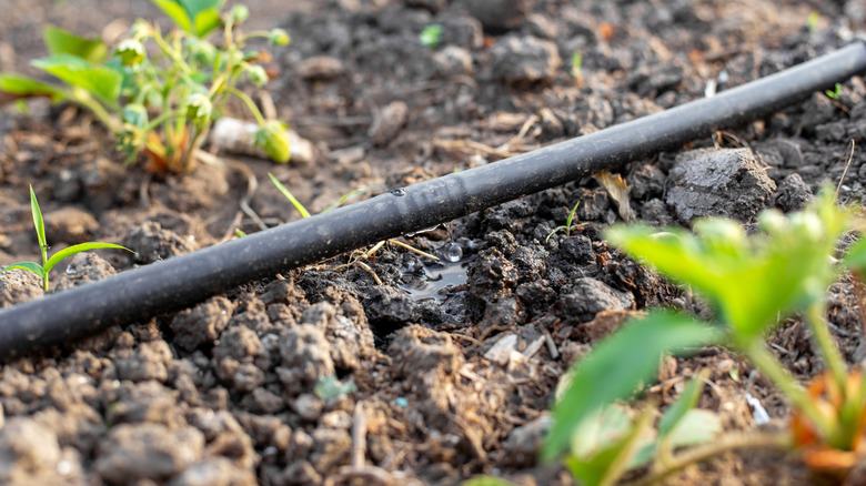 A drip line placed in a strawberry plant bed.