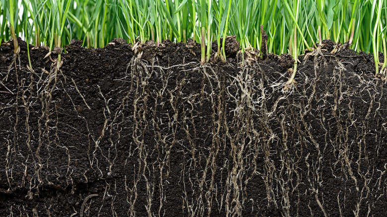 deep grass roots