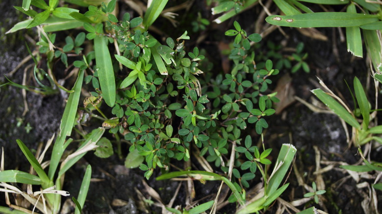 spurge in lawn