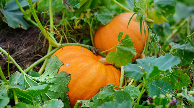 growing pumpkins
