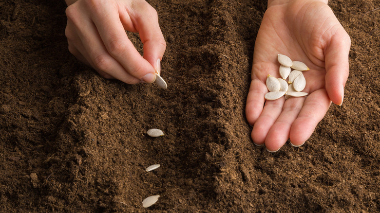 planting seeds in dirt