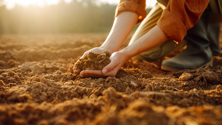 A farmer holds soil in a cultivated garden.