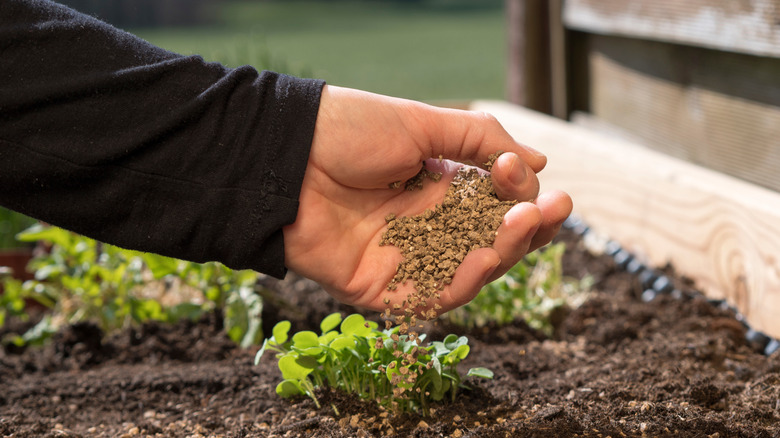 A hand sprinkling bone meal on a plant