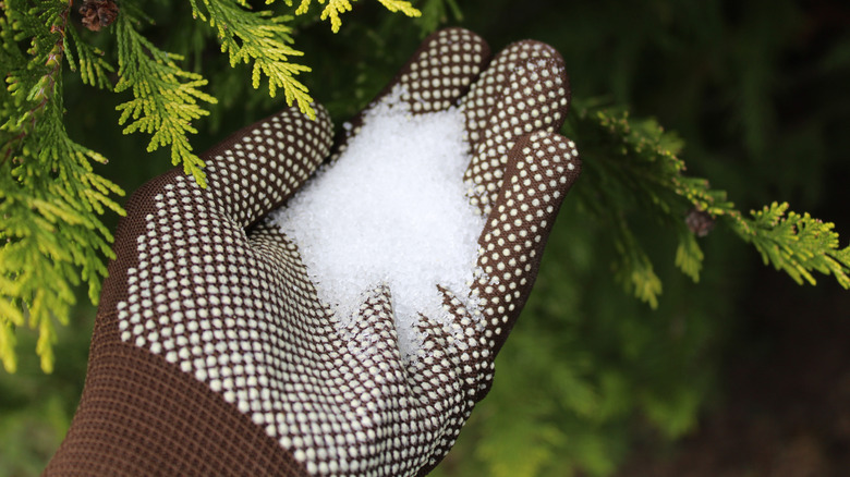 Epsom salt in a hand with gloves.