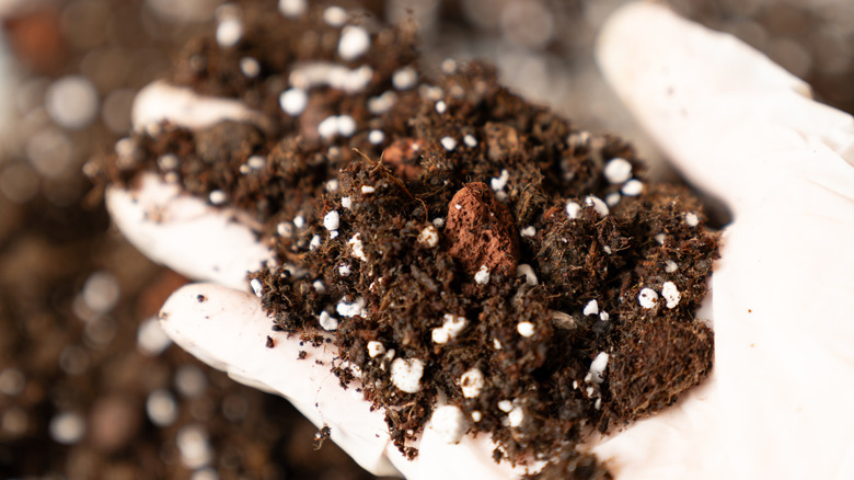 A hand holds potting soil with perlite.