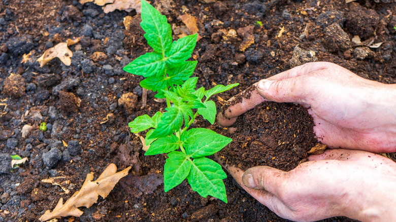Hands adding mulch to small tomato plant