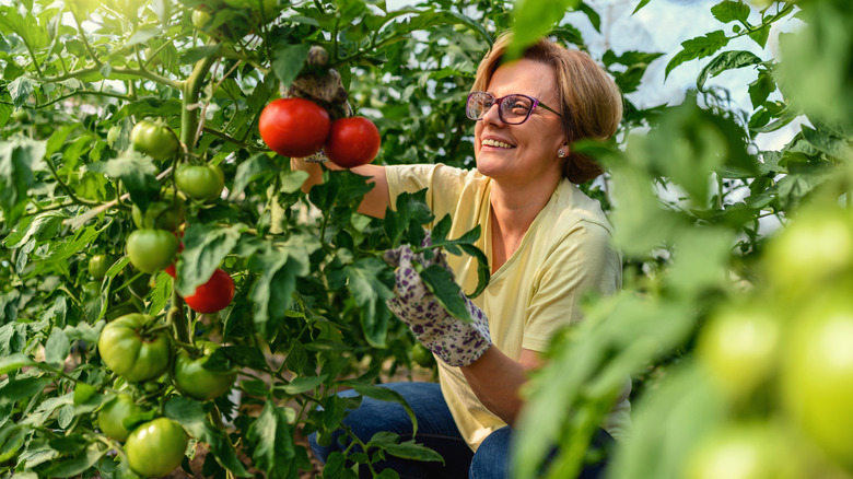 Smiling woman kneeling and picking ripe tomatoes