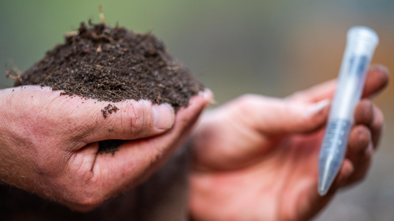 Taking a soil sample in a garden