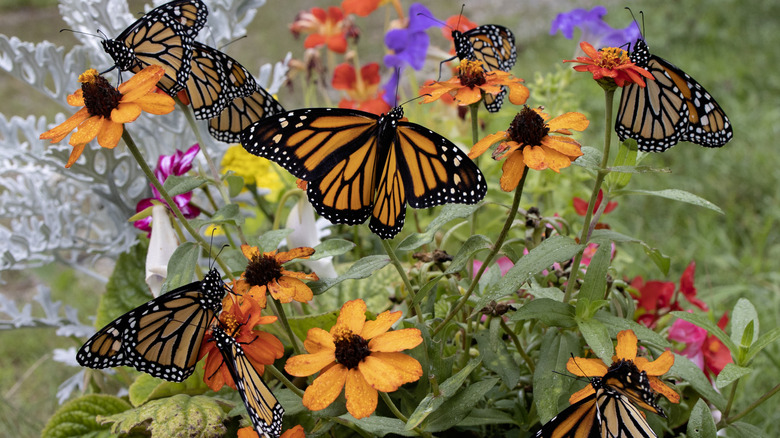Monarch butterflies in a flower garden
