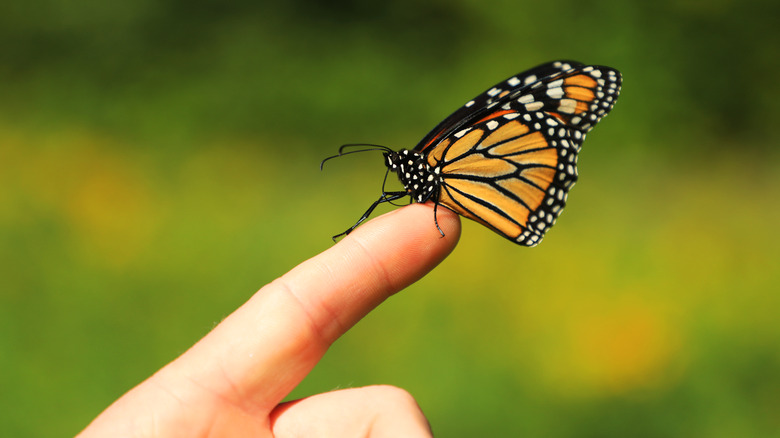 Monarch butterfly on a person's finger