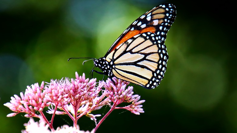 Monarch butterfly on a common milkweed flower