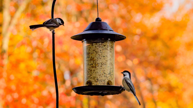 birds perched on feeder