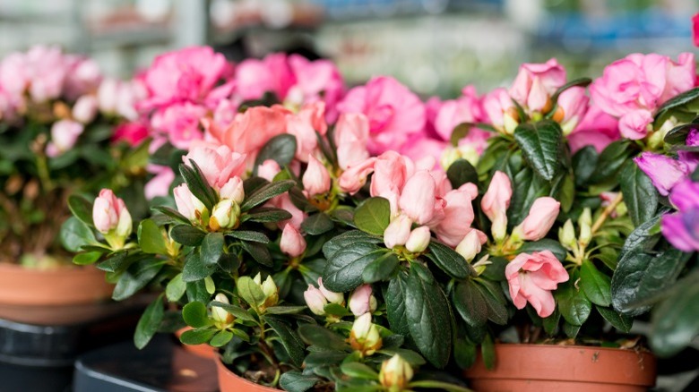Pots of rhododendrons in garden center