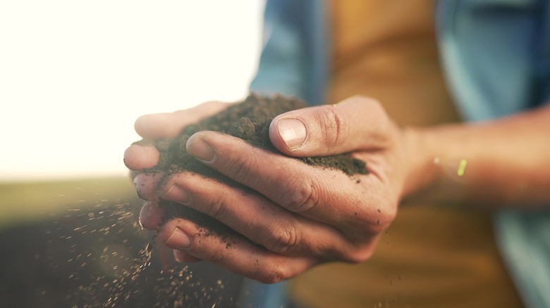 Hands holding soil and pH info