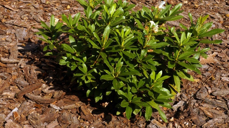 Rhodedendrons surrounded by mulch