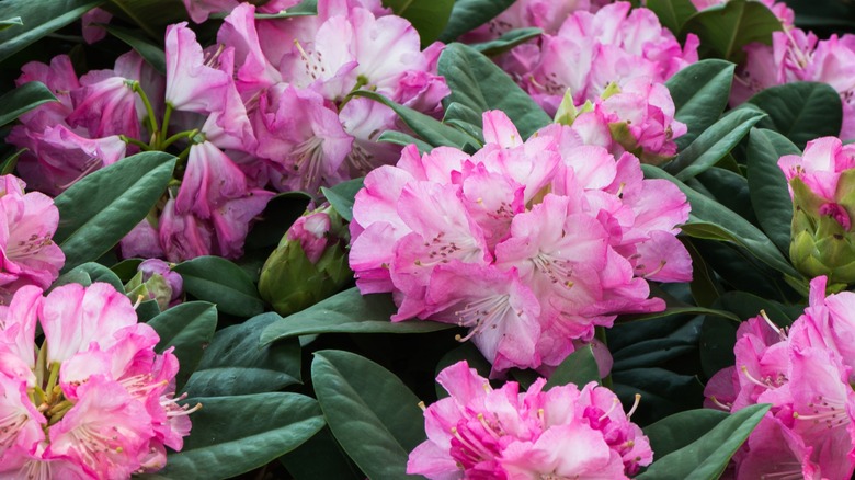 Pink rhododendrons