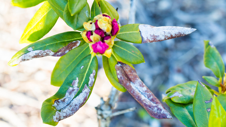 Rhododendron with fungus on leaves