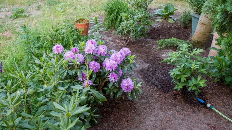 Rhododendrons with watering hose on right side