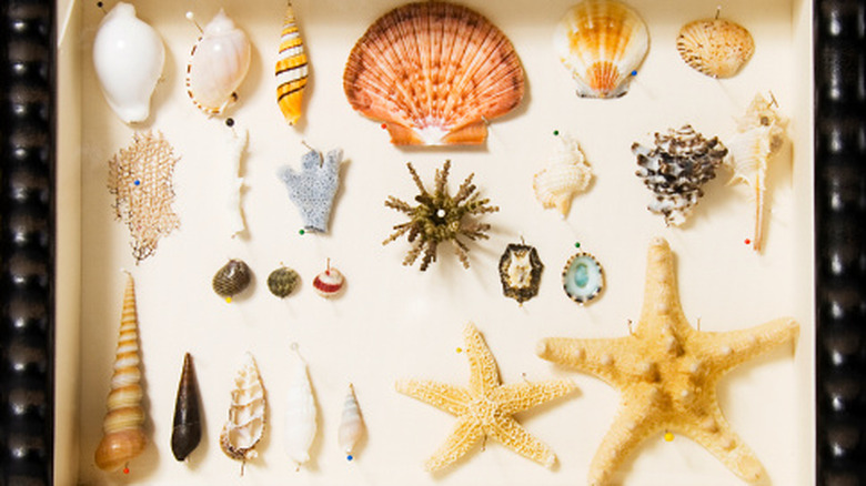 Shadowbox with different shells and dried aquatic animals