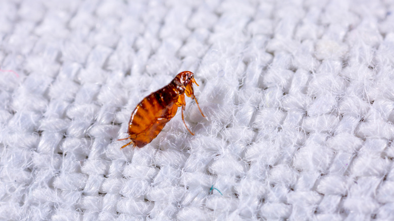 flea on carpet