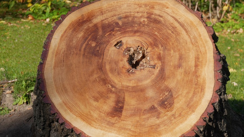 Closeup oak tree stump