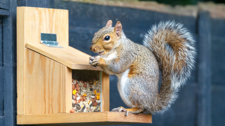 Grey squirrel sits at wood squirrel feeder filled with nuts and seeds