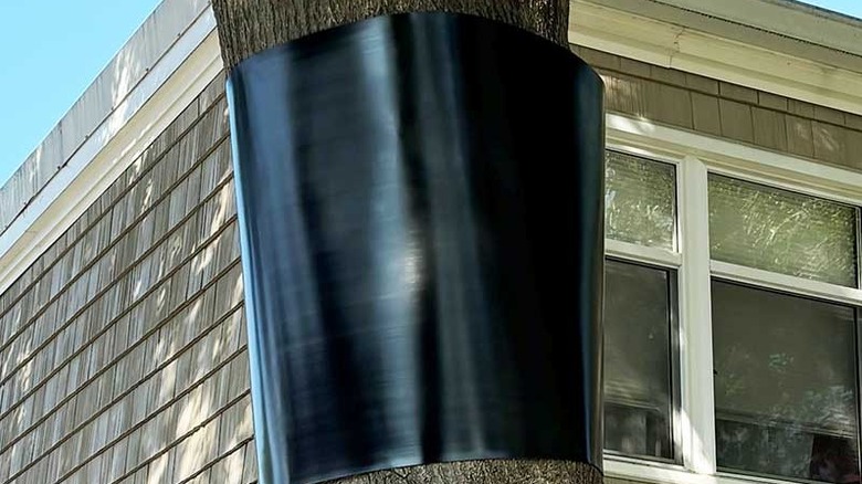 Black HDPE plastic squirrel baffle or tree guard in use on tree