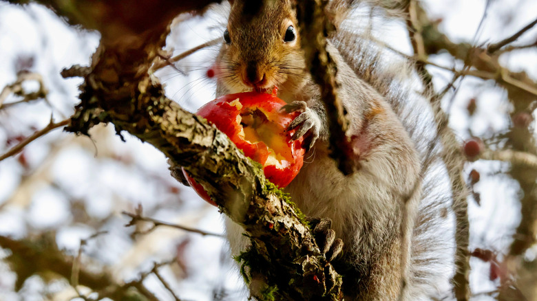 Grey squirrel with an apple in a tree