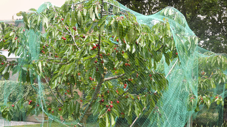 Cherry tree bearing fruit covered with a green protective netting