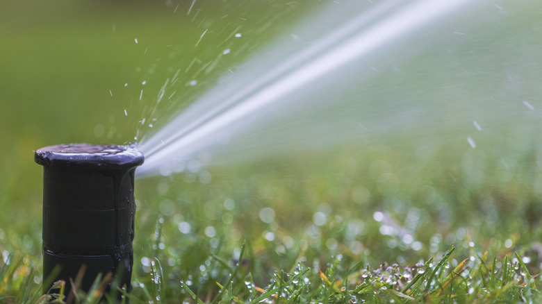 Sprinkler head spraying jet of water