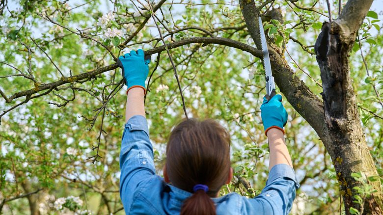 Dark-haired woman with a ponytail and blue gloves cutting away at branch of tree