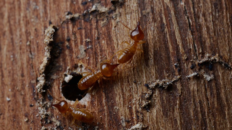 Termites munching on wood