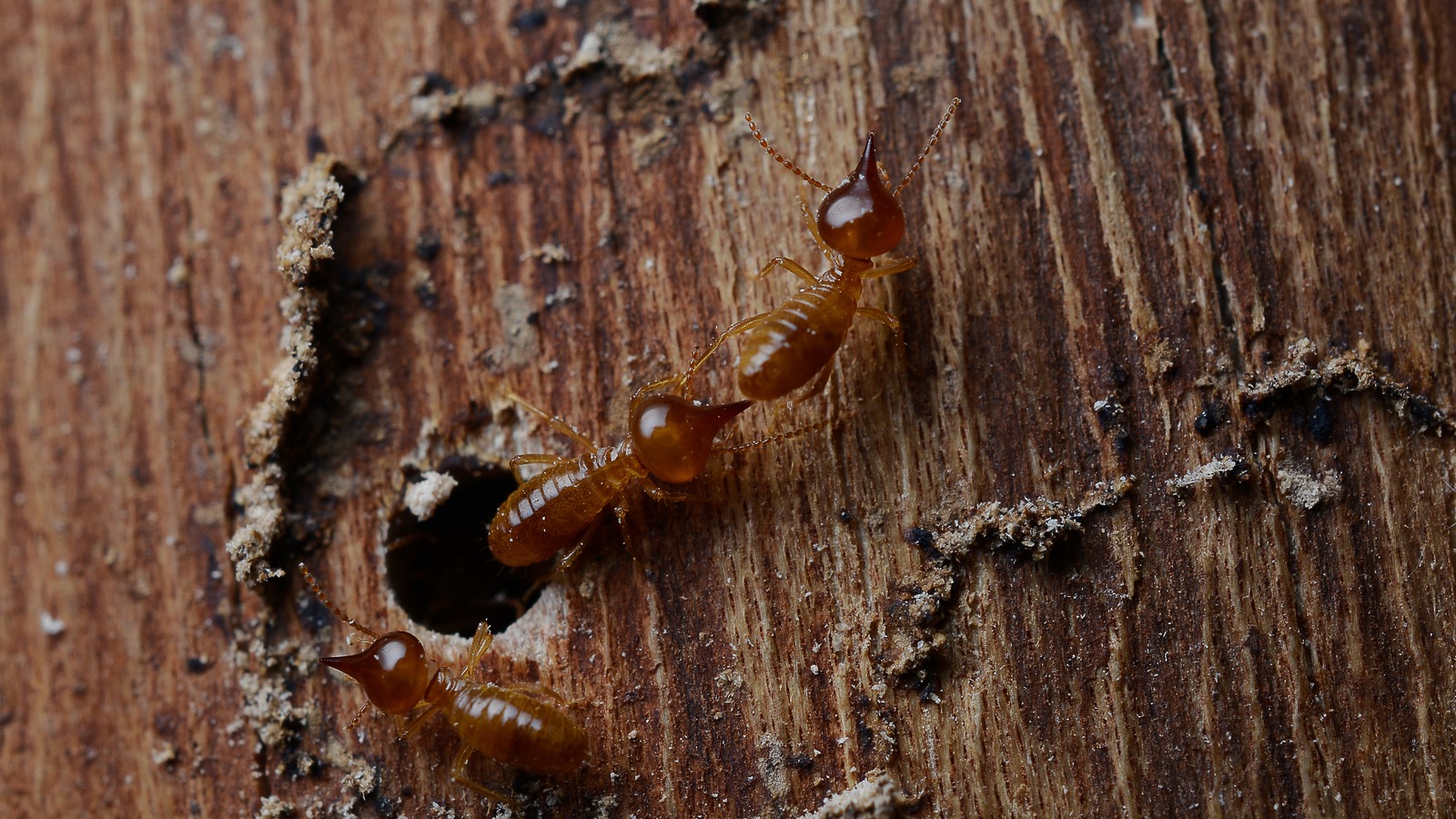 termites-on-wood