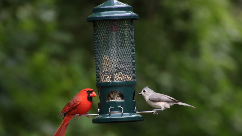 Birds enjoying bird feeder