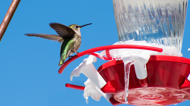 Hummingbird on a frozen feeder