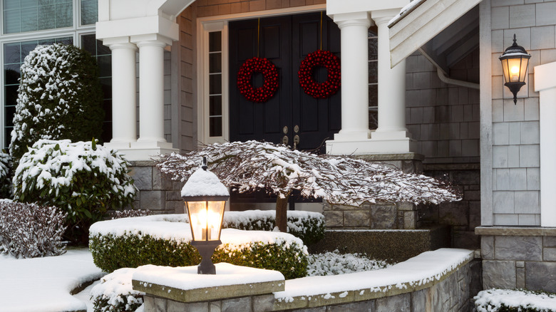 winter snow on shrubs