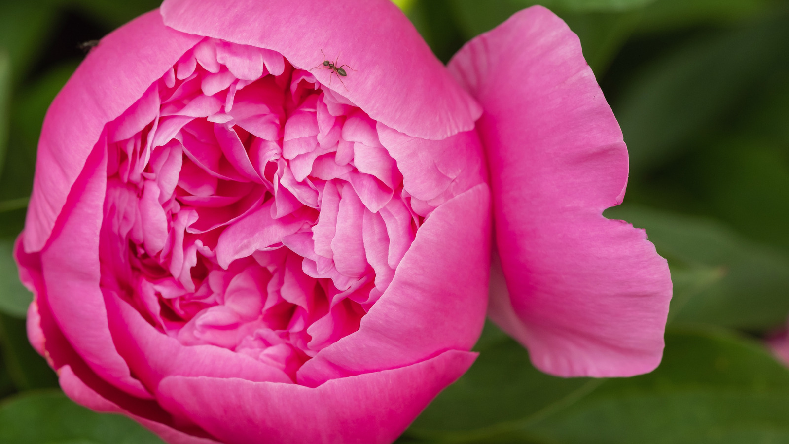 The Best Ways To Remove Ants From Your Cut Peonies