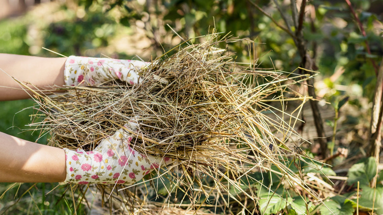 Gardener holding straw in gloved hands for mulching