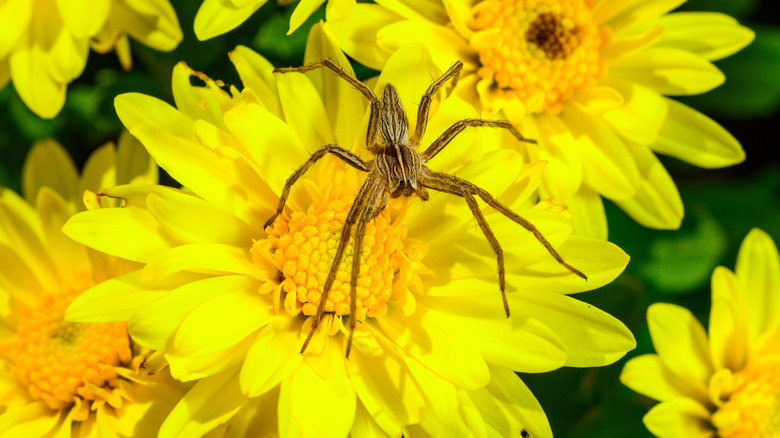 Large brown spider on yellow aster flowers